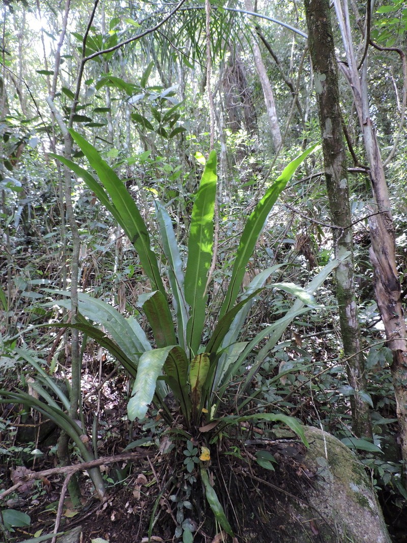 Asplenium brasiliense photo 4