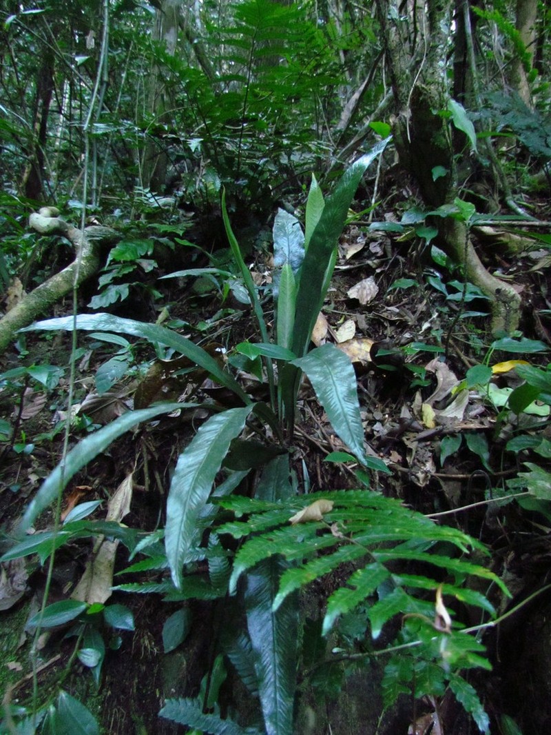 Asplenium brasiliense photo 5