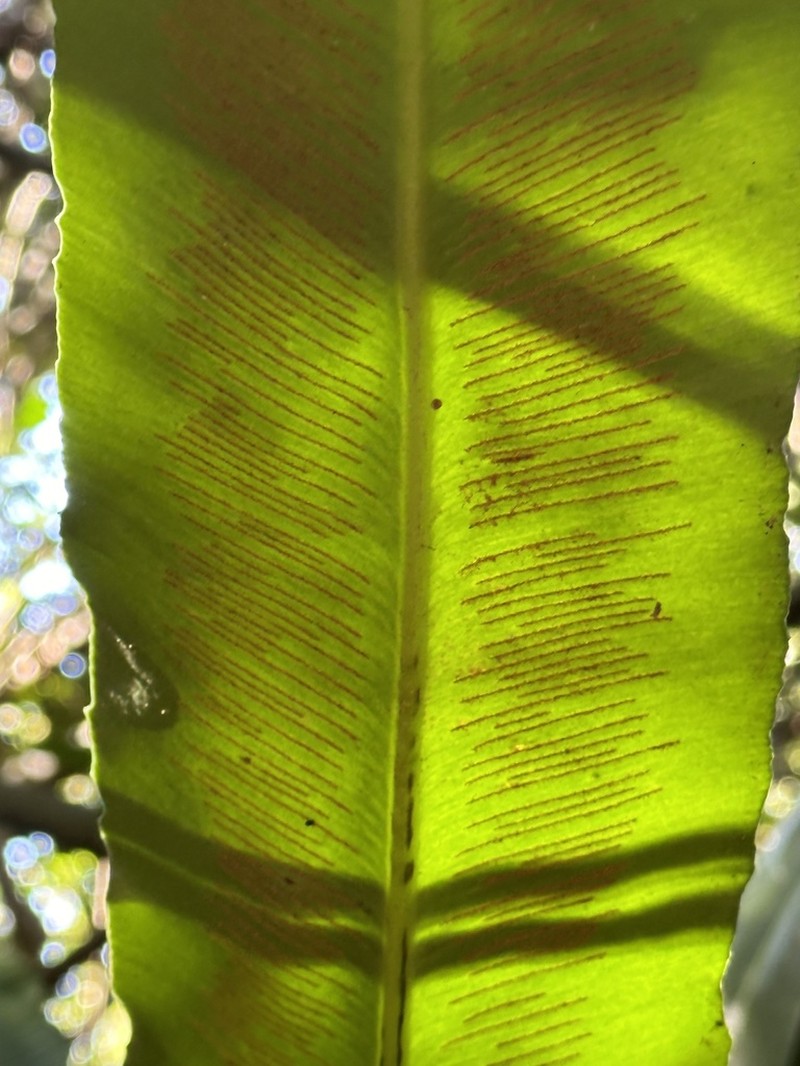 Asplenium brasiliense photo 6