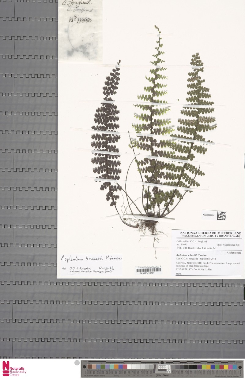 Asplenium brausei
