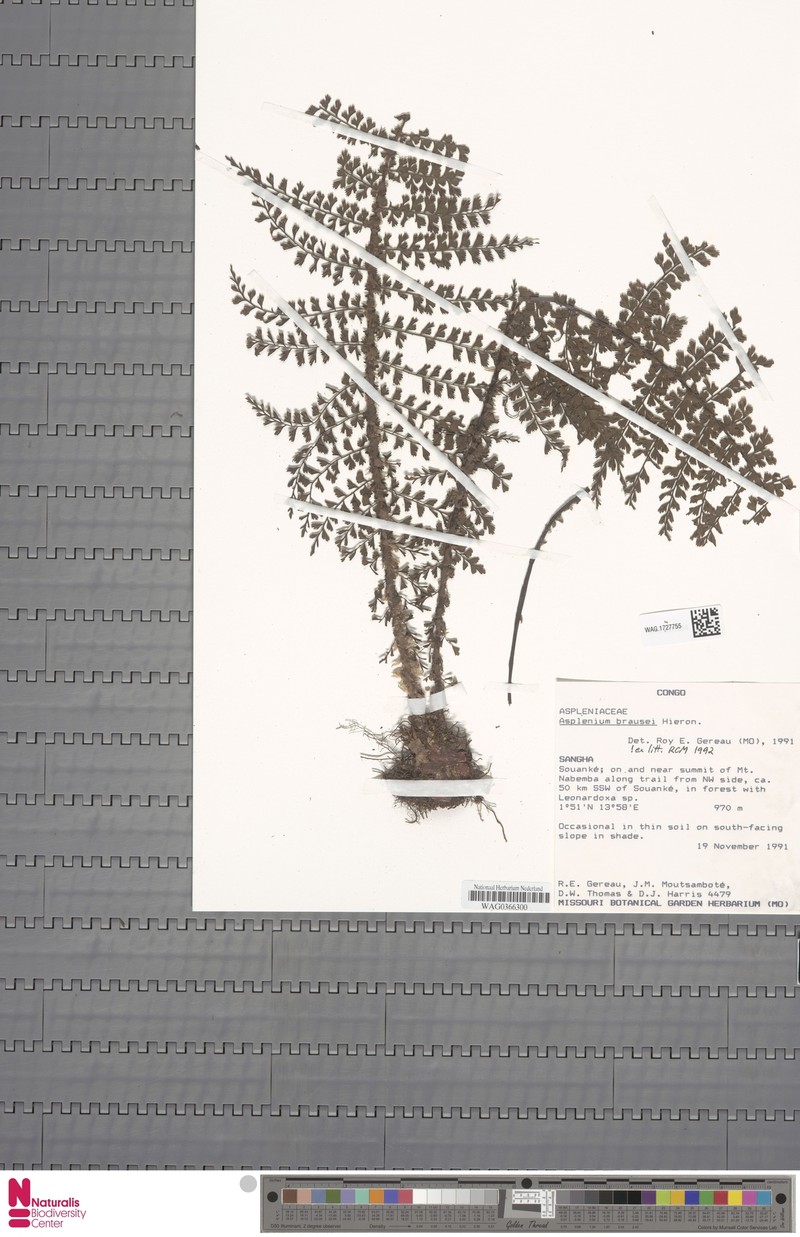 Asplenium brausei photo 2