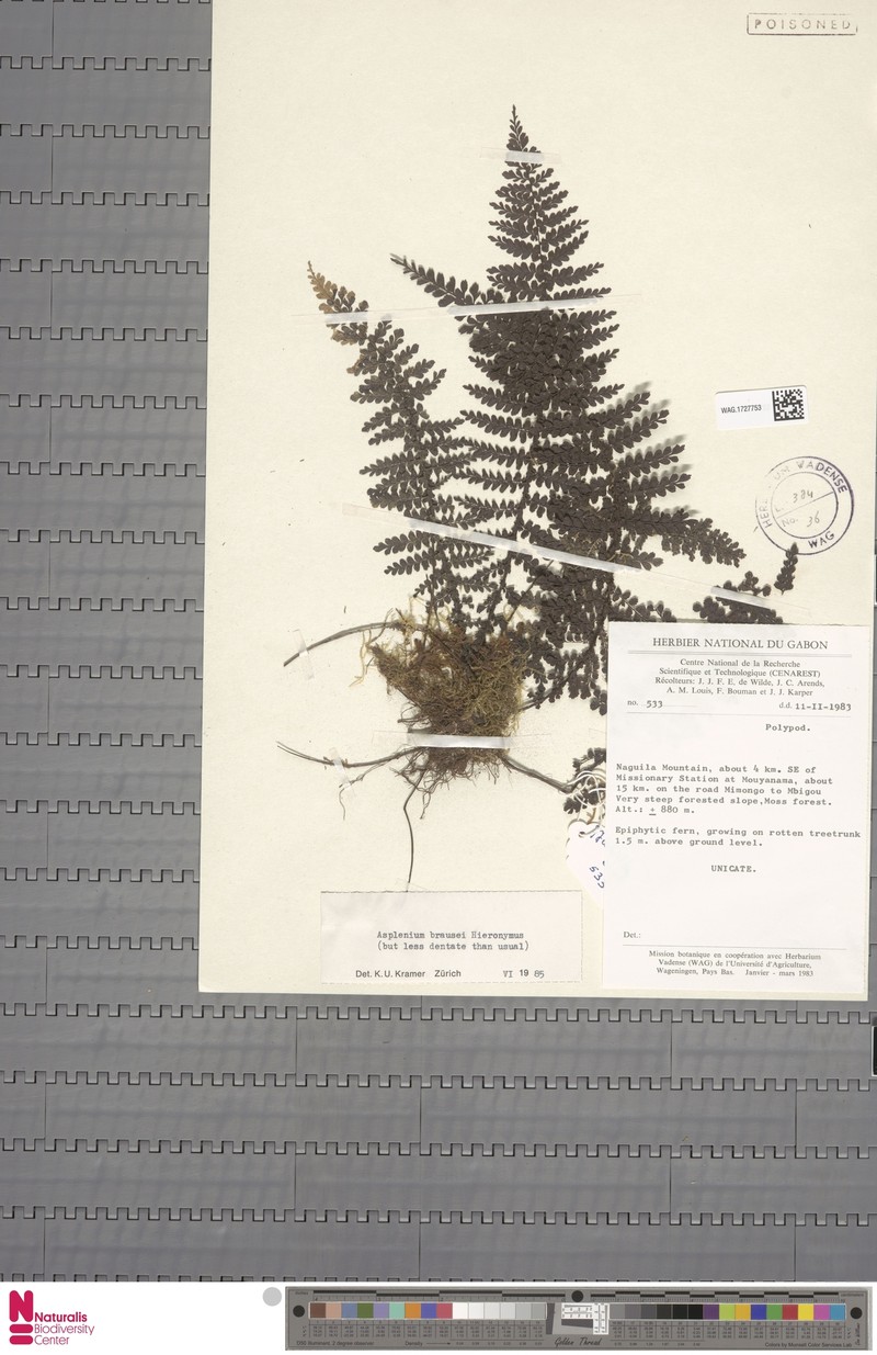 Asplenium brausei photo 3