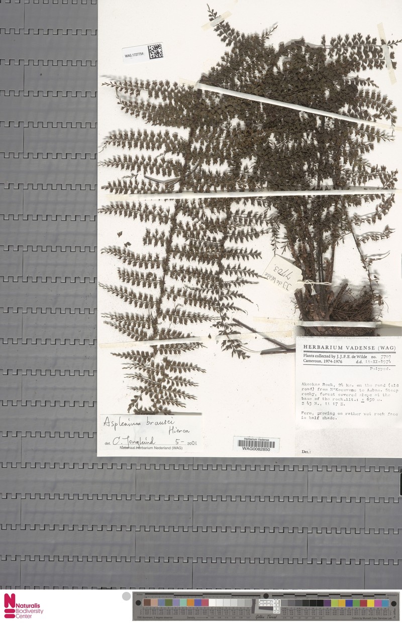 Asplenium brausei photo 5