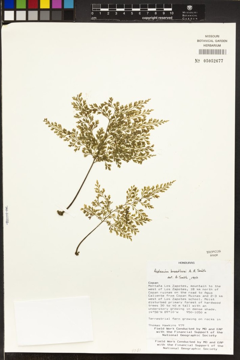 Asplenium breedlovei