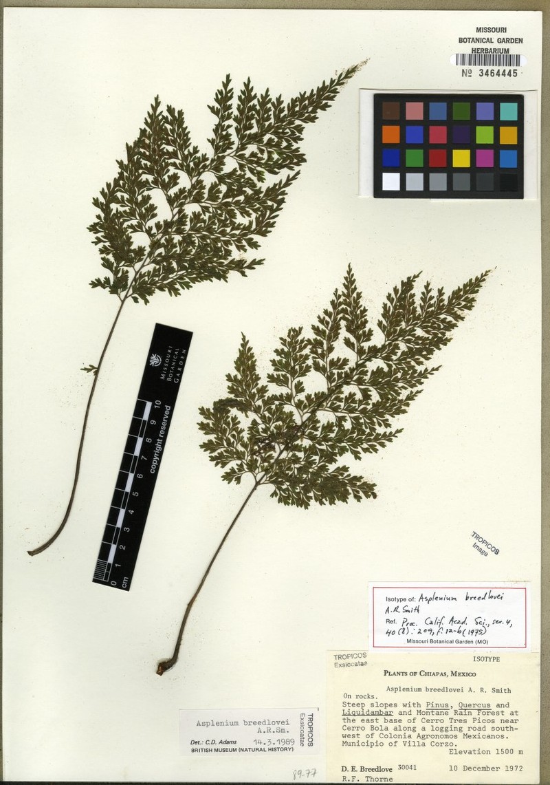 Asplenium breedlovei photo 2