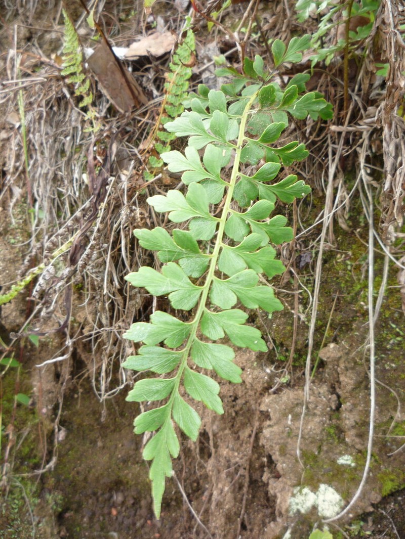 Asplenium buettneri