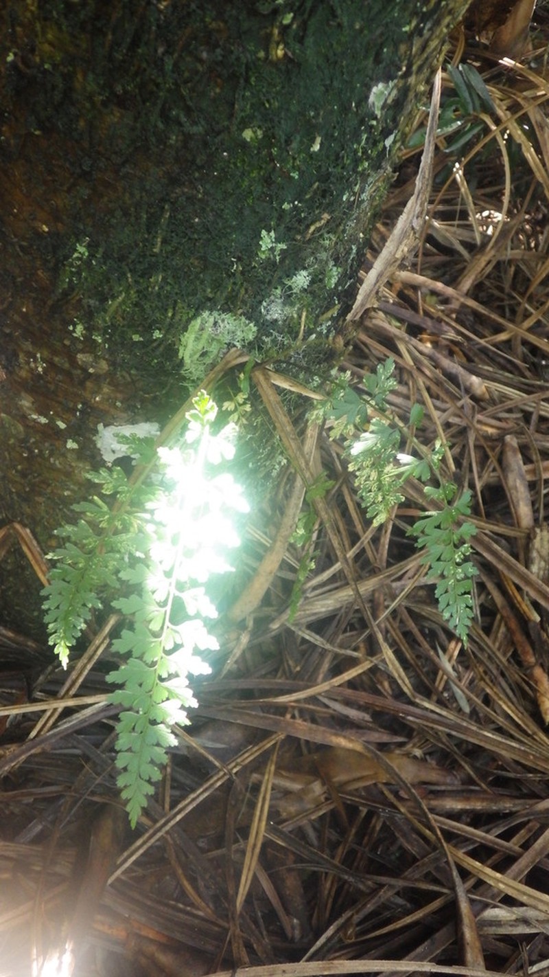 Asplenium buettneri photo 2