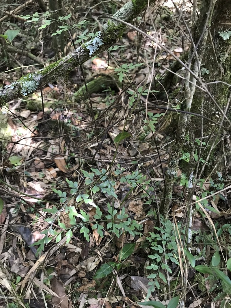 Asplenium buettneri photo 4