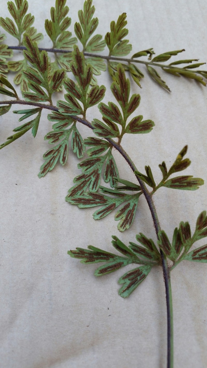 Asplenium buettneri photo 5