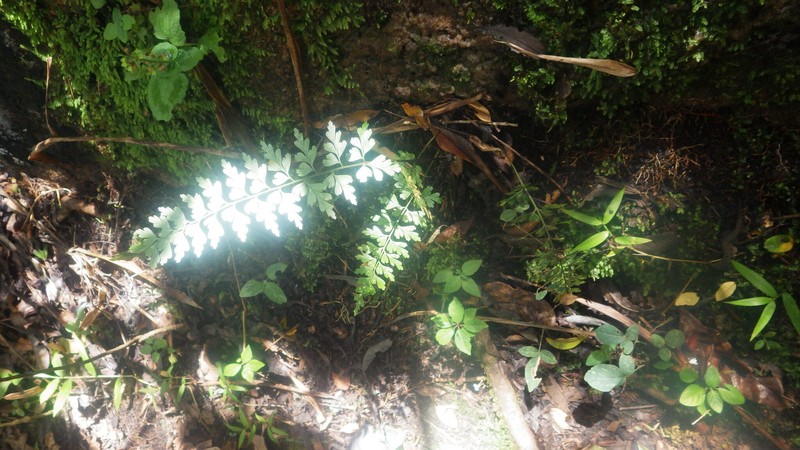 Asplenium buettneri photo 8