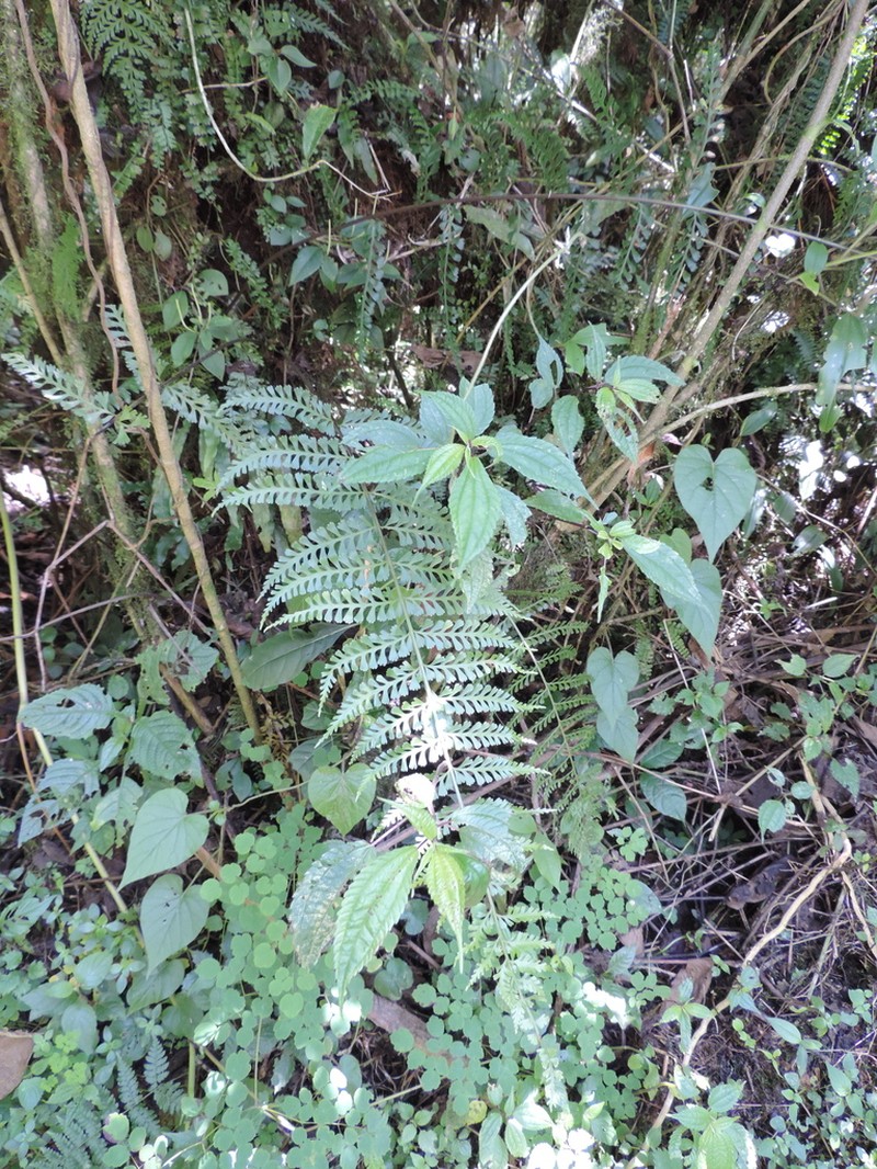 Asplenium bugoiense photo 2