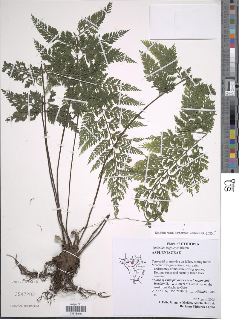 Asplenium bugoiense photo 3