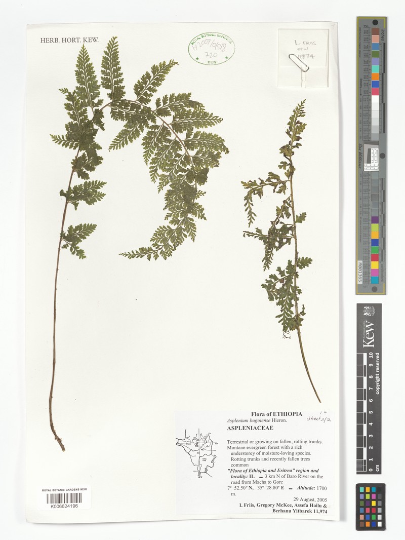 Asplenium bugoiense photo 4