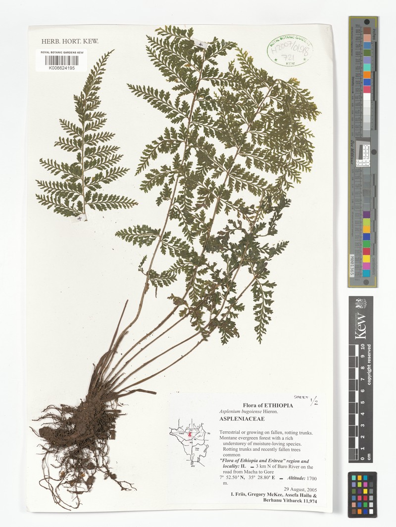 Asplenium bugoiense photo 5