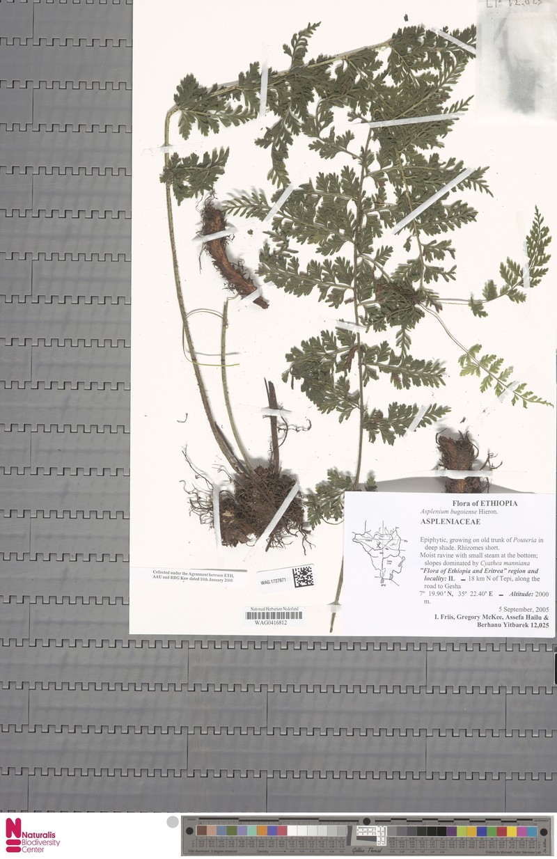 Asplenium bugoiense