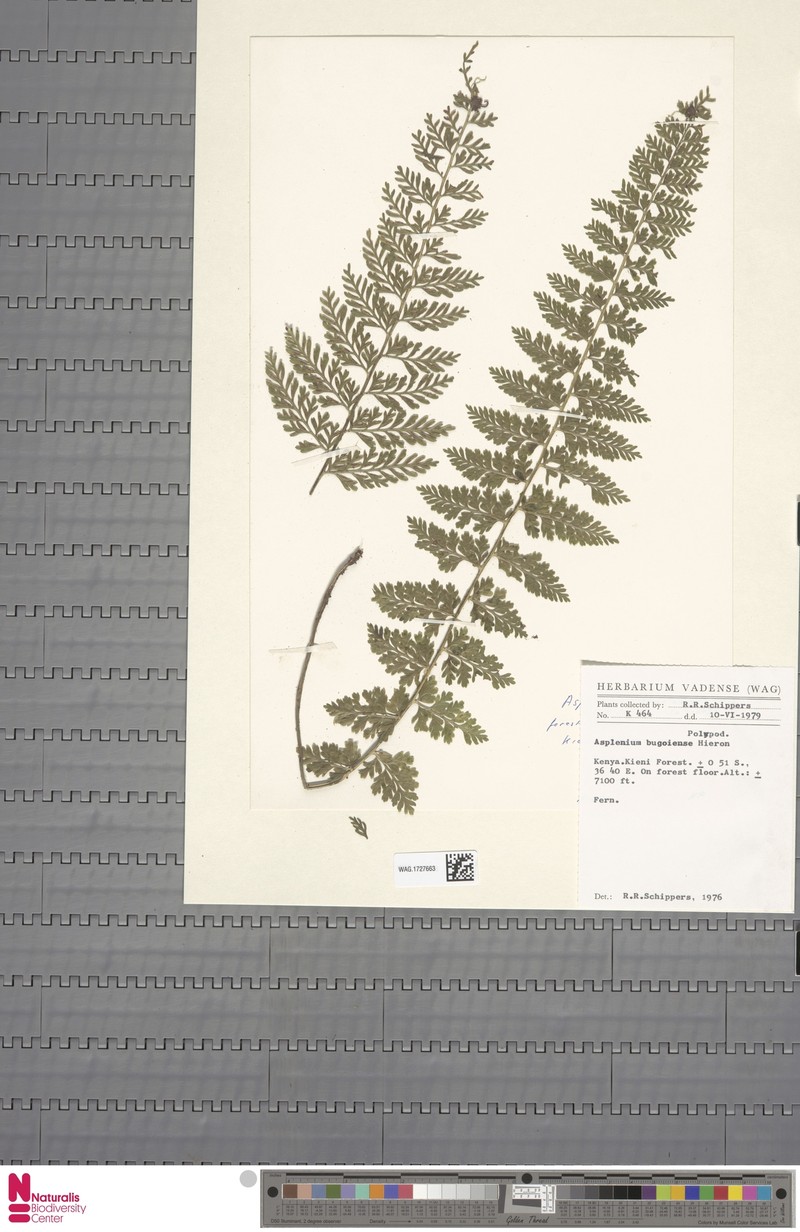 Asplenium bugoiense photo 2