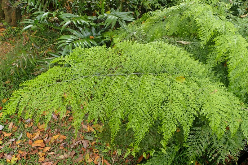 Asplenium bulbiferum