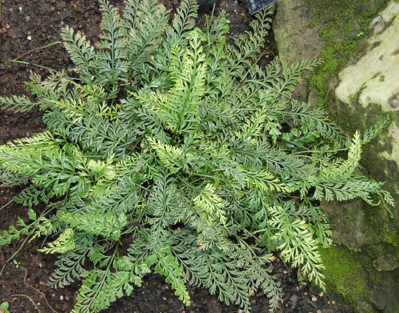 Asplenium bulbiferum photo 2