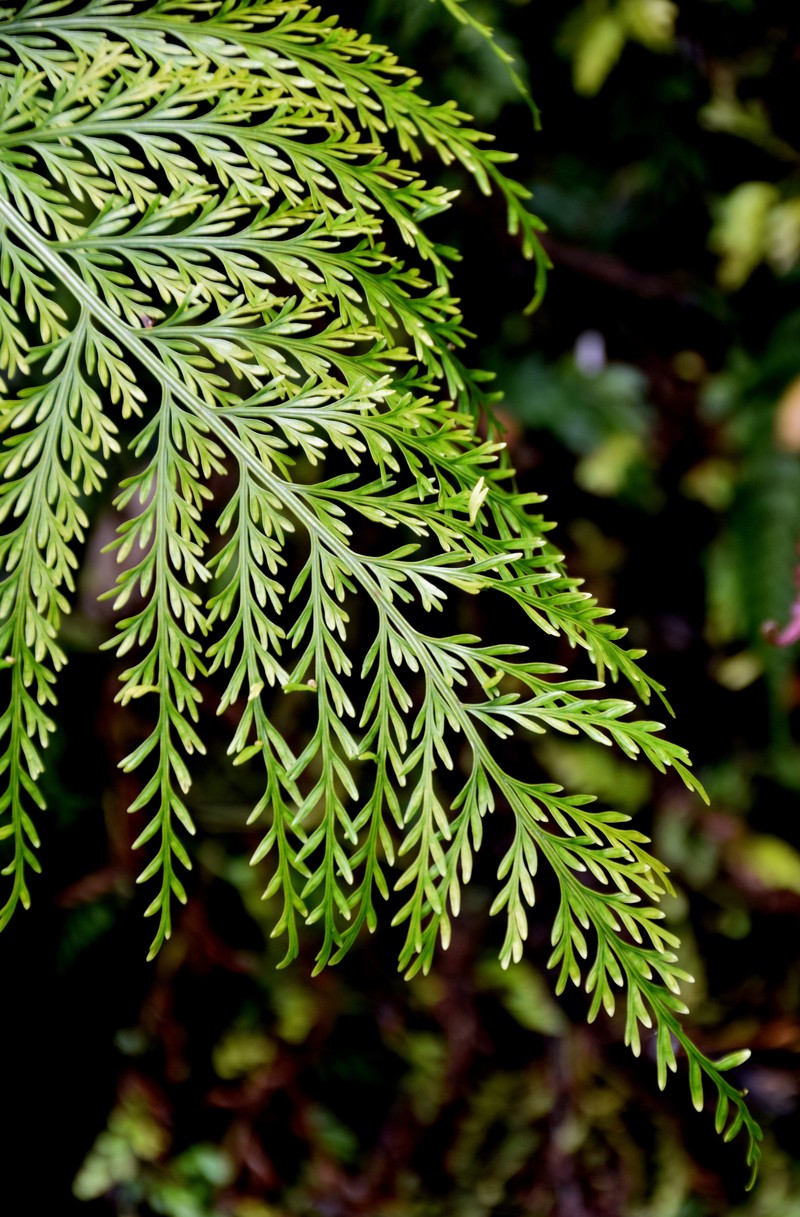 Asplenium bulbiferum photo 3