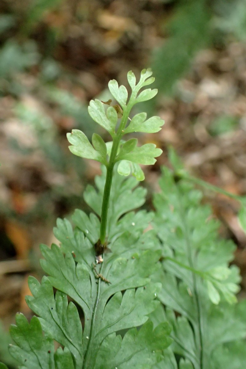 Asplenium bulbiferum photo 4