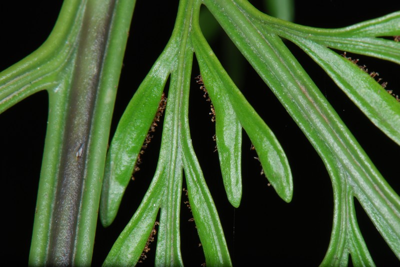 Asplenium bulbiferum photo 5