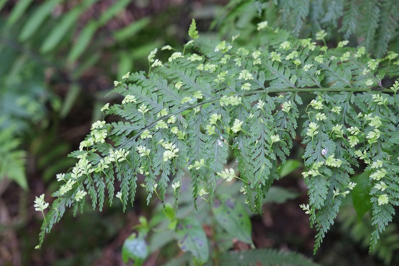 Asplenium bulbiferum photo 6