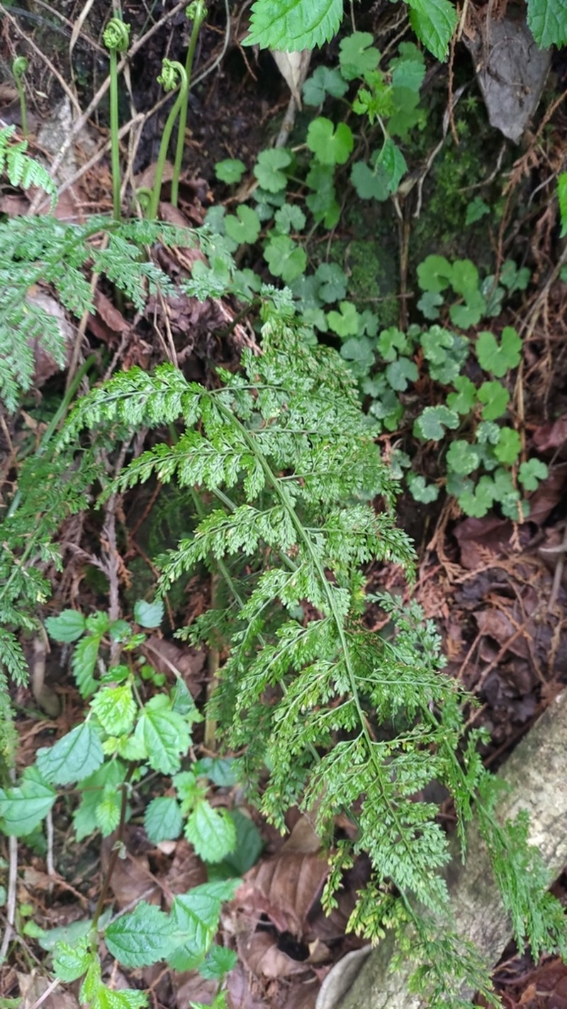 Asplenium bullatum