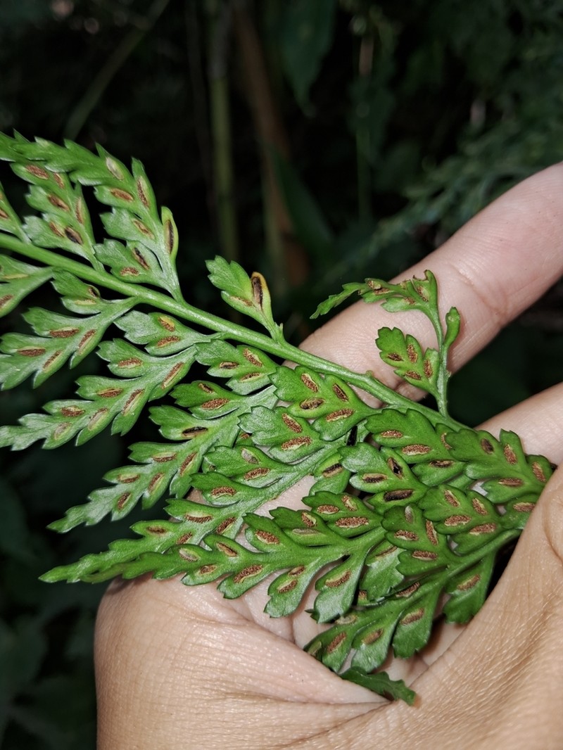 Asplenium bullatum photo 2