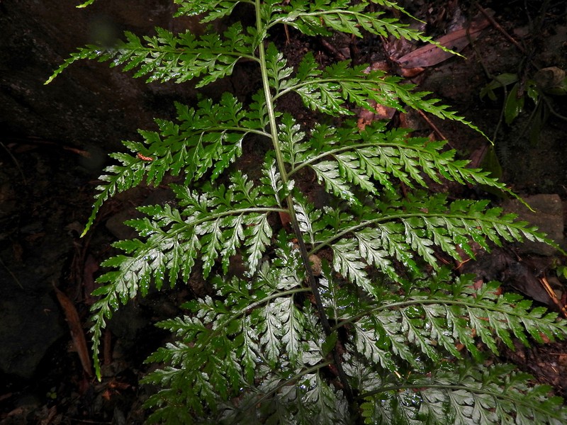 Asplenium bullatum photo 3