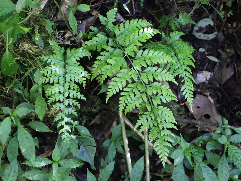 Asplenium bullatum photo 4