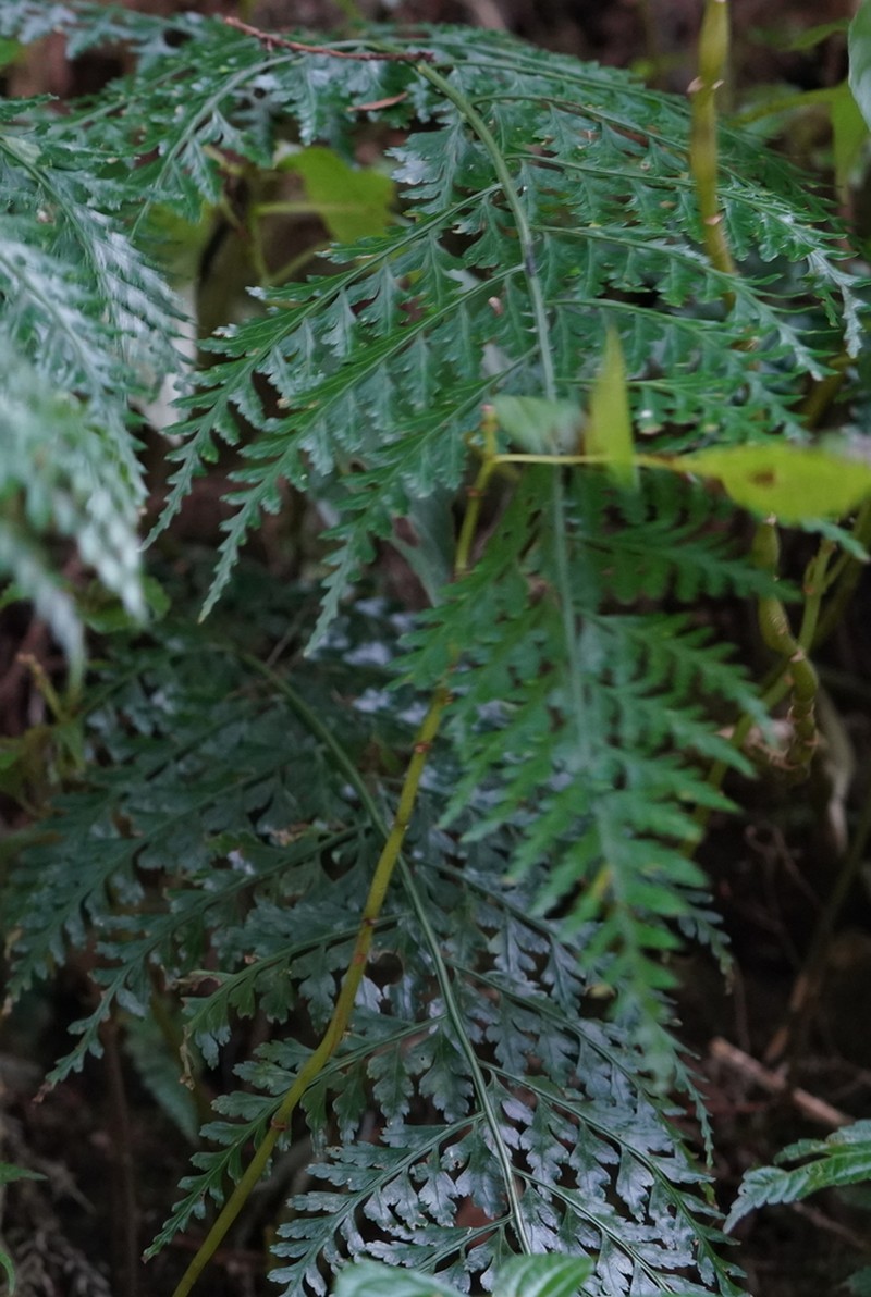 Asplenium bullatum photo 5