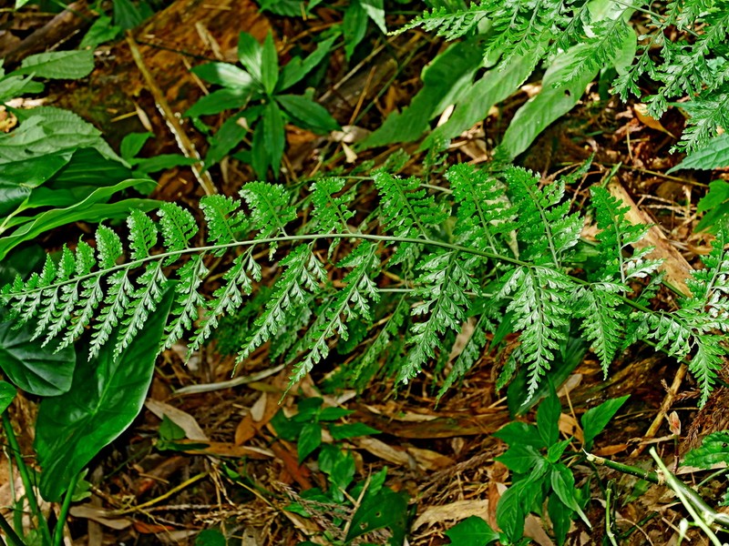 Asplenium bullatum photo 6