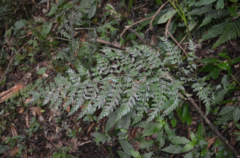 Asplenium bullatum photo 7