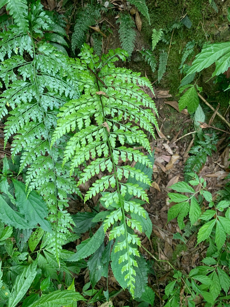 Asplenium bullatum photo 8