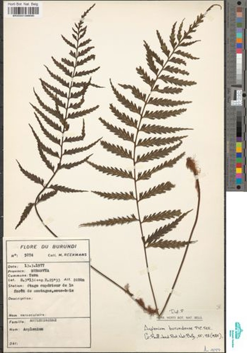 Asplenium burundense