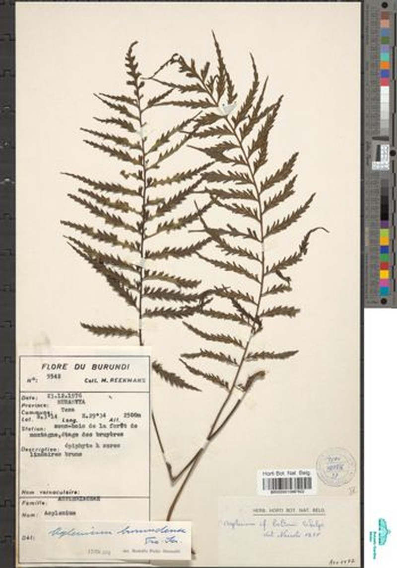 Asplenium burundense photo 2