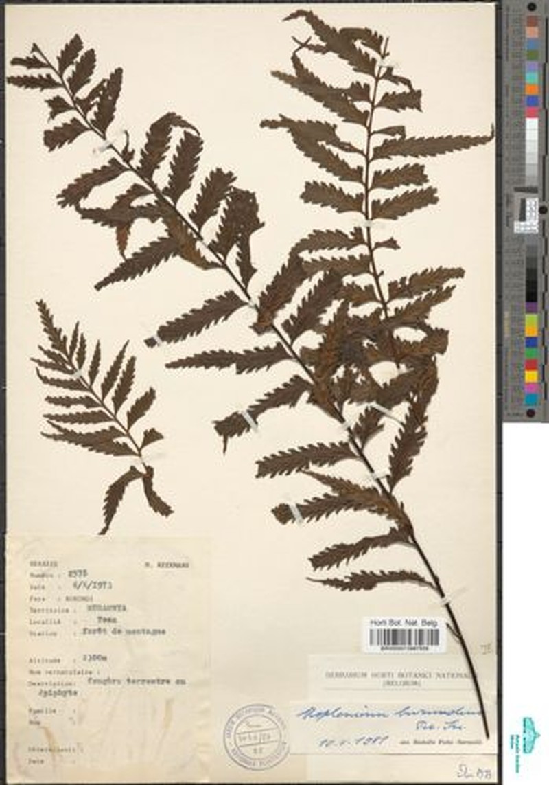 Asplenium burundense photo 3