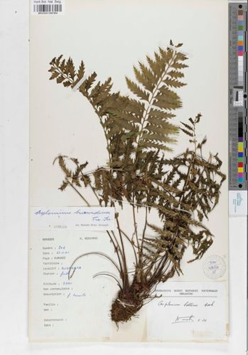 Asplenium burundense photo 4