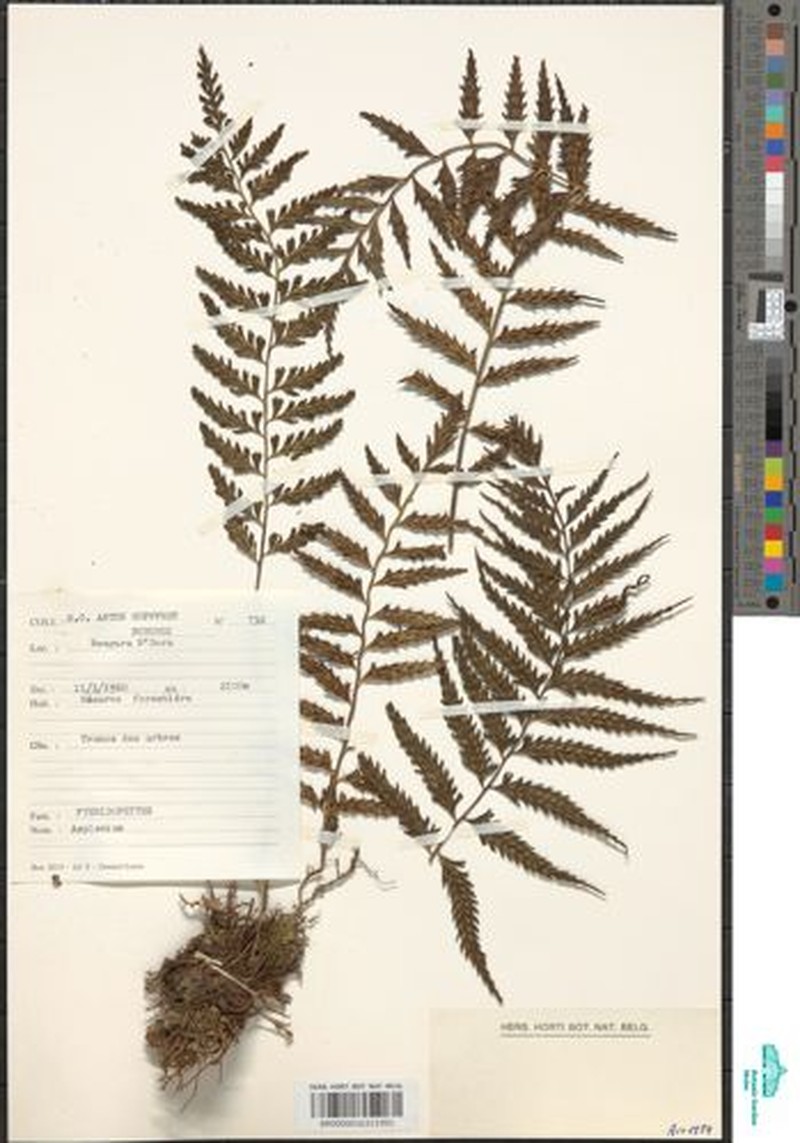 Asplenium burundense photo 5