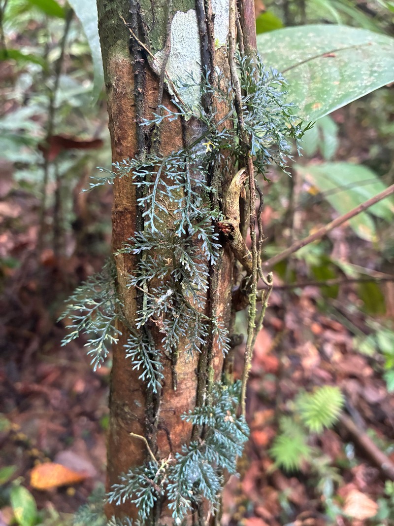 Asplenium callipteris