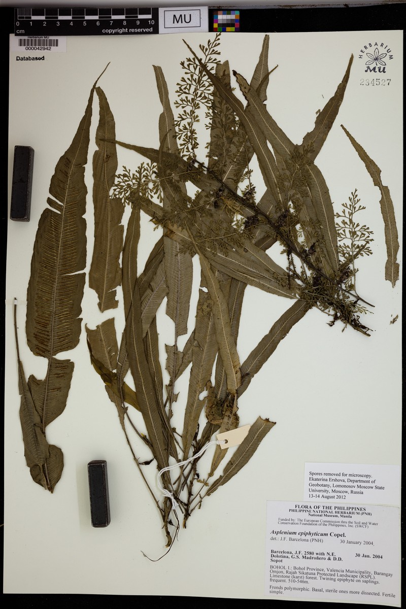 Asplenium callipteris