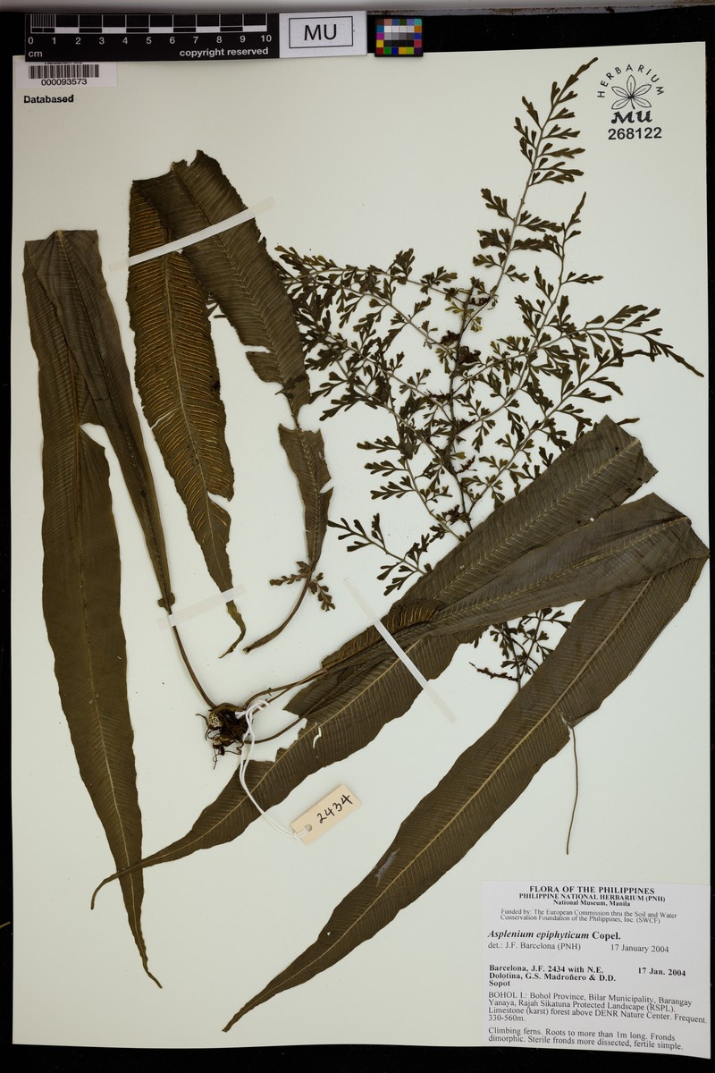Asplenium callipteris photo 2