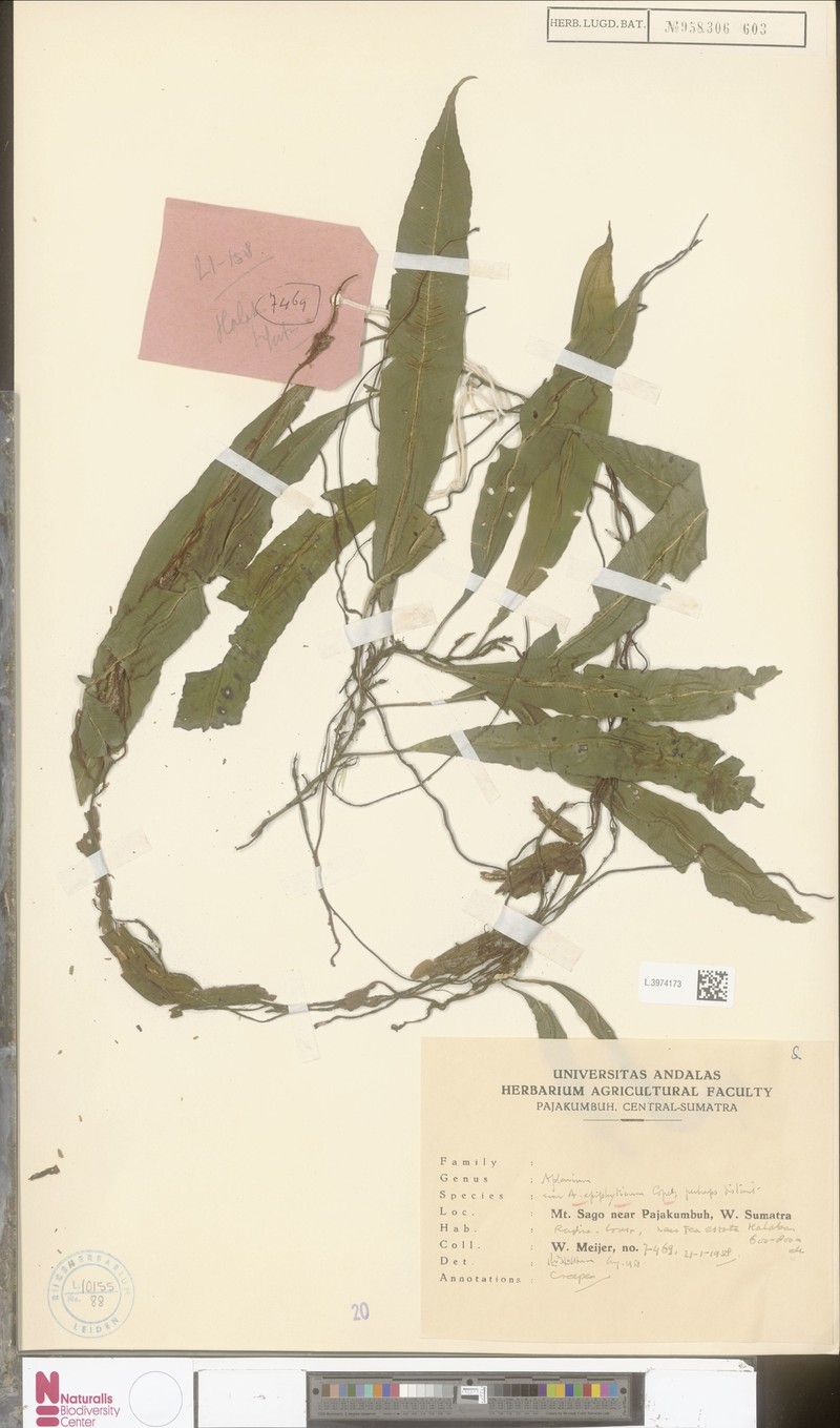Asplenium callipteris photo 4