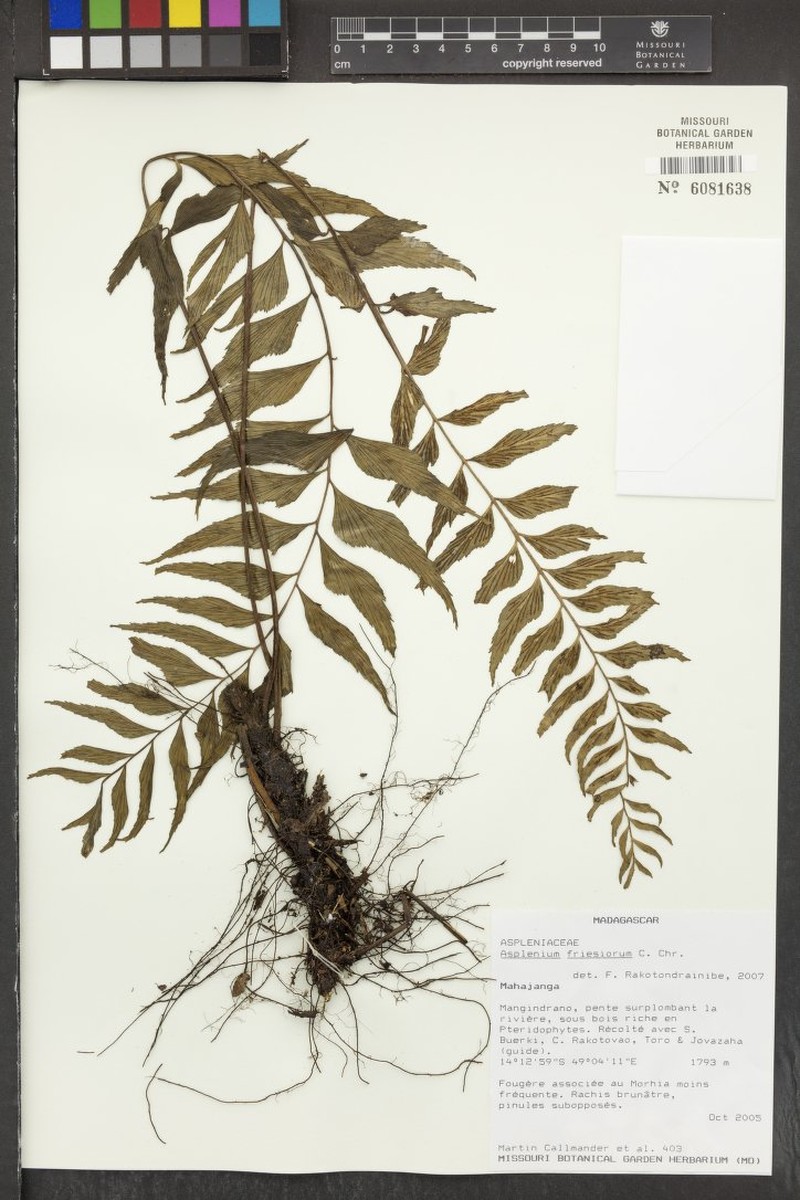 Asplenium callmanderi