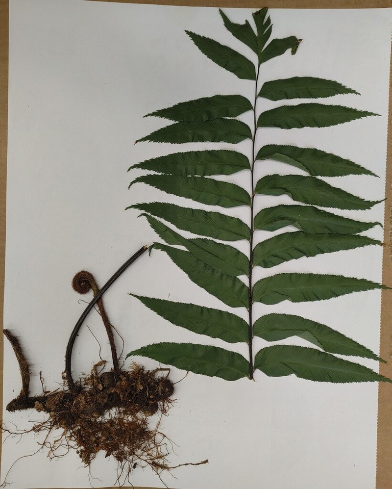 Asplenium campos-portoi