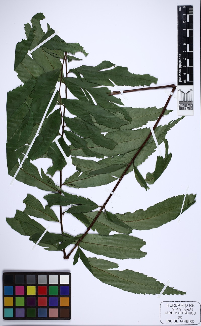 Asplenium campos-portoi