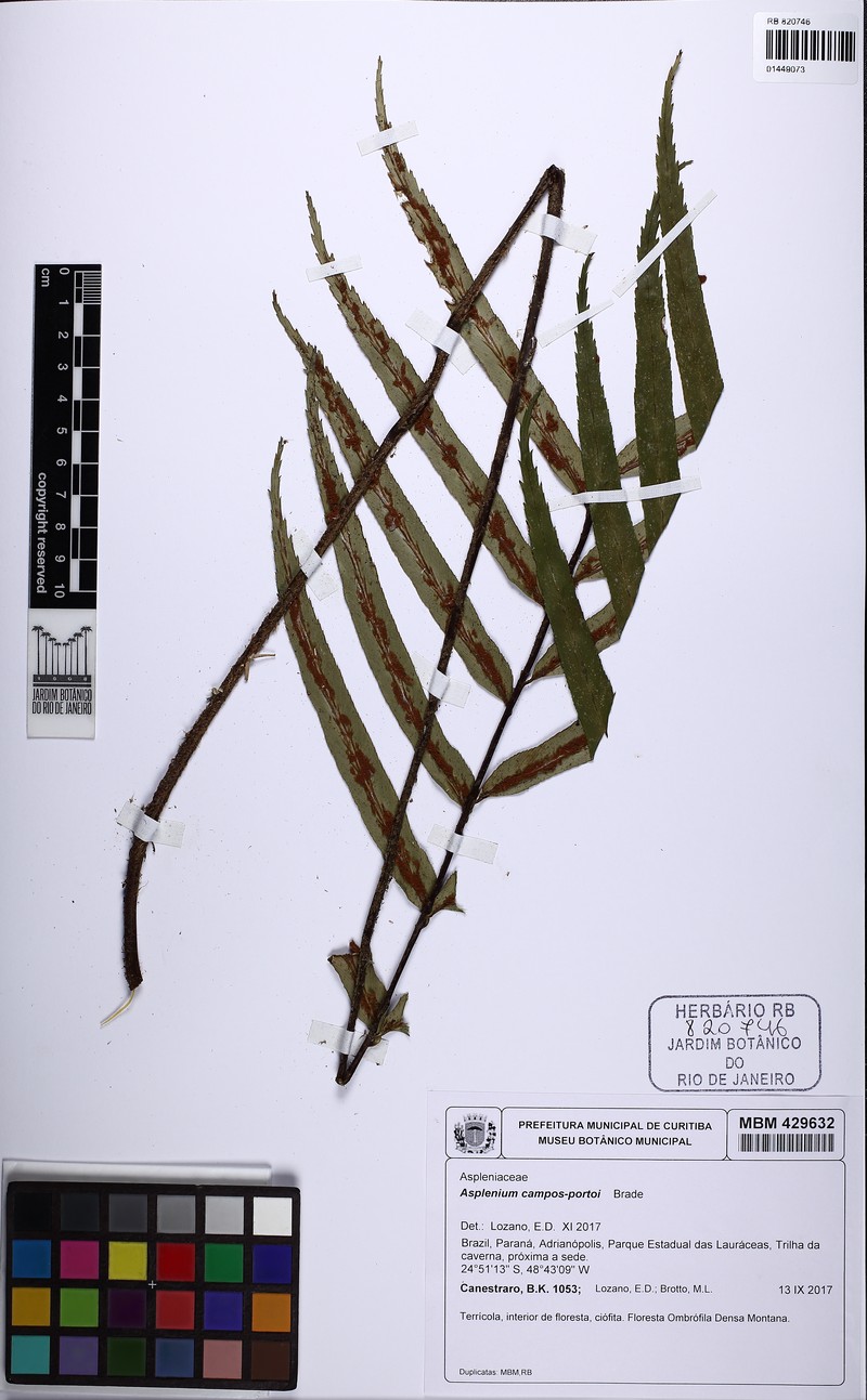 Asplenium campos-portoi photo 2