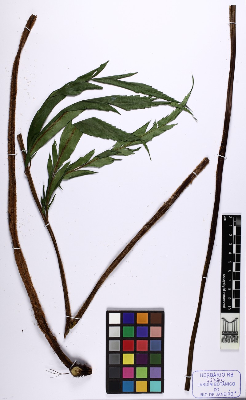 Asplenium campos-portoi photo 3