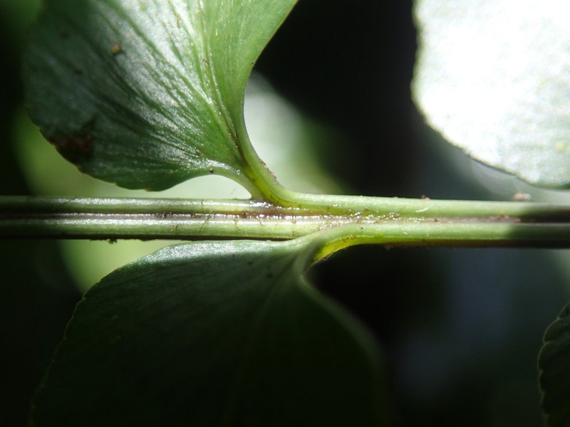 Asplenium cancellatum photo 2