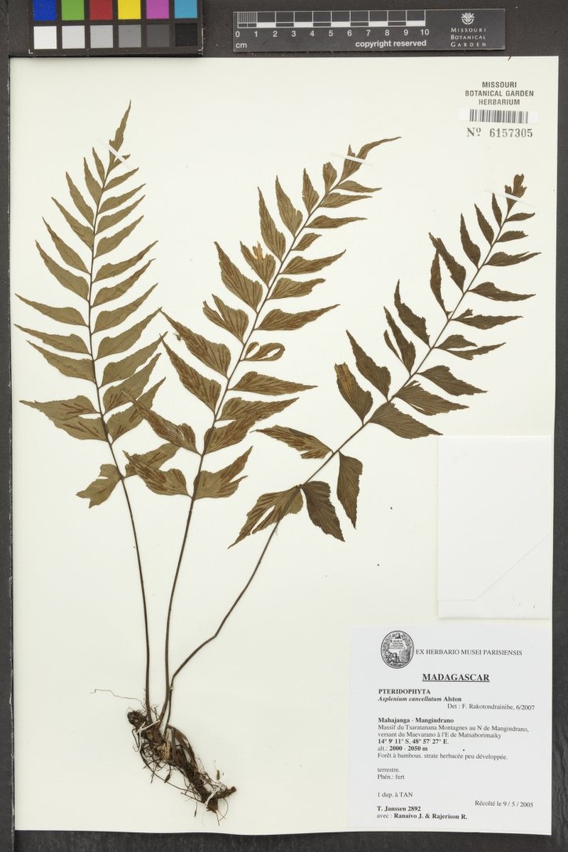 Asplenium cancellatum photo 3